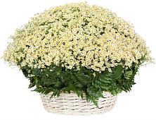 Цветочная композиция из Ромашки в корзине #REPLACE_PRED# Ишимбае